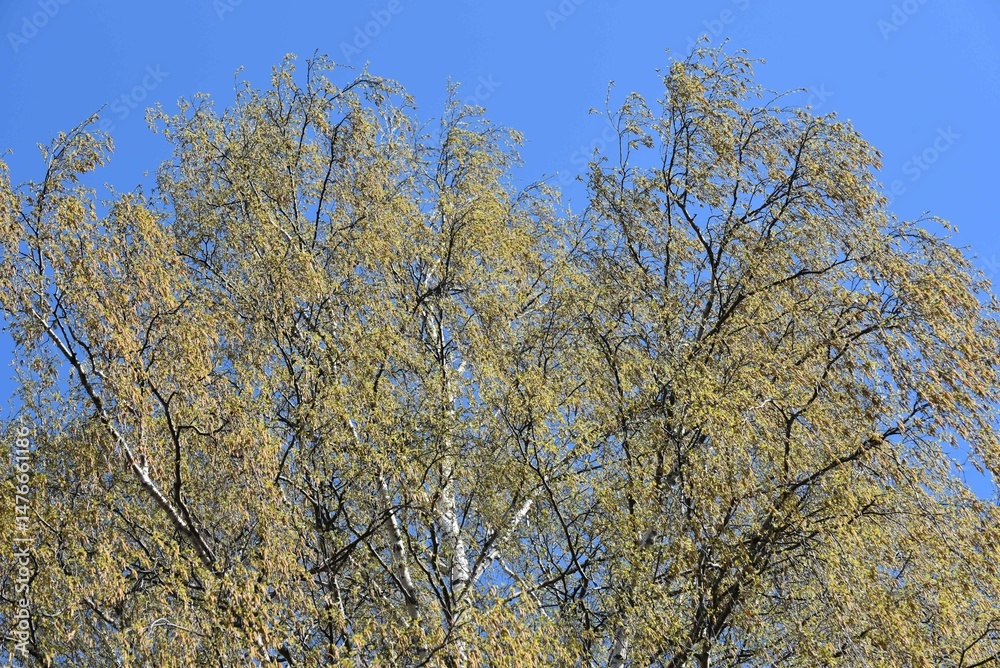 Fototapeta premium Young foliage on a birch tree. The top of a tall tree against the background of a clear blue sky. Young leaves have appeared on dark curved branches. The branches sway in the wind.