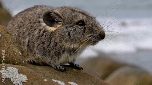 Dassie on Coastal Rocks: A South African Mammal Portrait