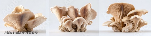 Cluster of oyster mushrooms, light beige tones