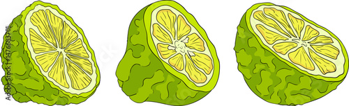 Vector illustrations of bergamot fruit lifecycle: flowers, green fruit, and sliced ripe fruit. Perfect for botanical designs, food packaging, or wellness branding. Clean lines, vibrant colors, and nat
