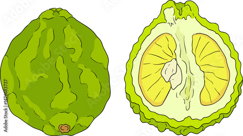 Vector illustrations of bergamot fruit lifecycle: flowers, green fruit, and sliced ripe fruit. Perfect for botanical designs, food packaging, or wellness branding. Clean lines, vibrant colors, and nat