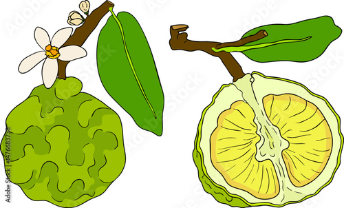 Vector illustrations of bergamot fruit lifecycle: flowers, green fruit, and sliced ripe fruit. Perfect for botanical designs, food packaging, or wellness branding. Clean lines, vibrant colors, and nat