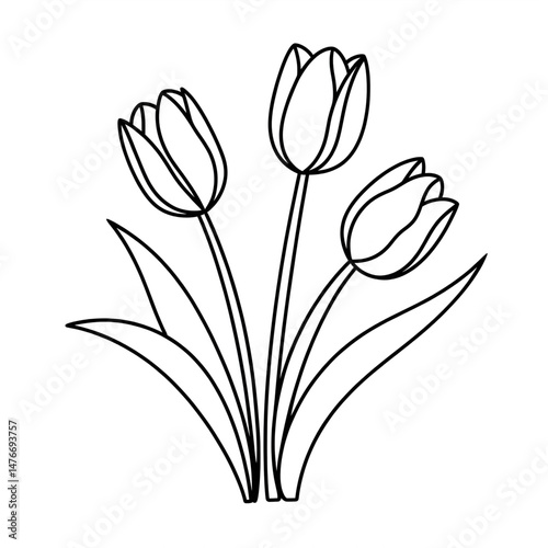 tulip flower vector