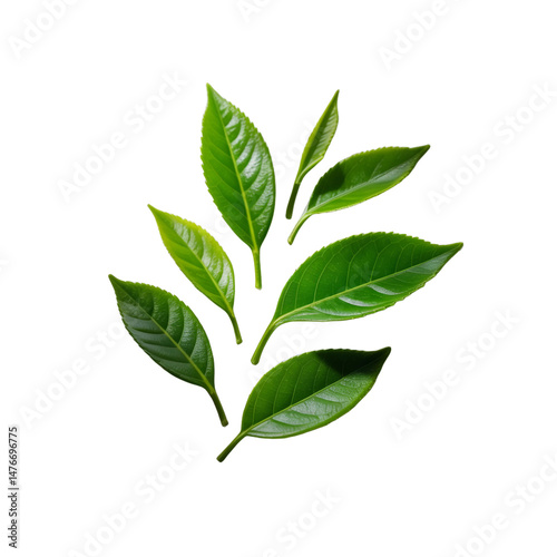 Collection of green tea leaves isolated on white and transparent background.