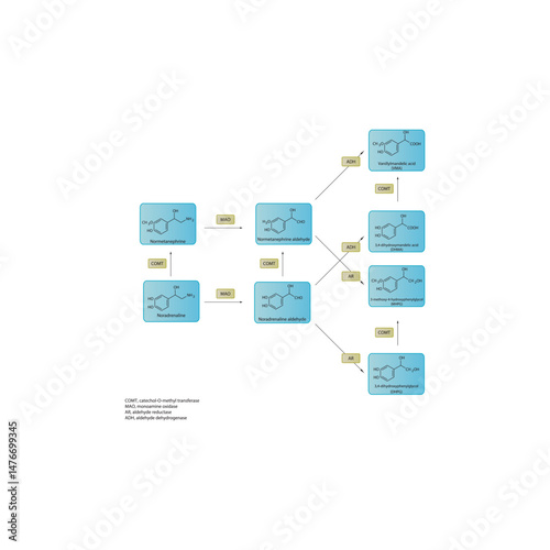 Noradrenaline Metabolism Pathways – Biochemical Breakdown to Normetanephrine, DHPG, MHPG, DHMA, and VMA – Simple Schematic Illustration with Molecular Structures and Enzymatic Transformations