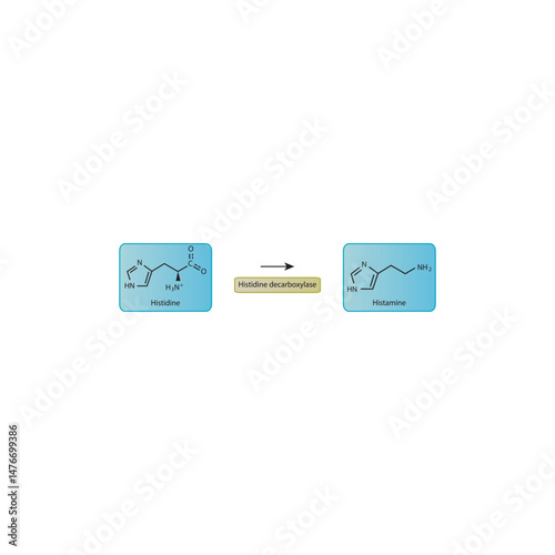 Histamine Synthesis from Histidine – Enzymatic Decarboxylation by Histidine Decarboxylase with Removal of the Carboxyl Group