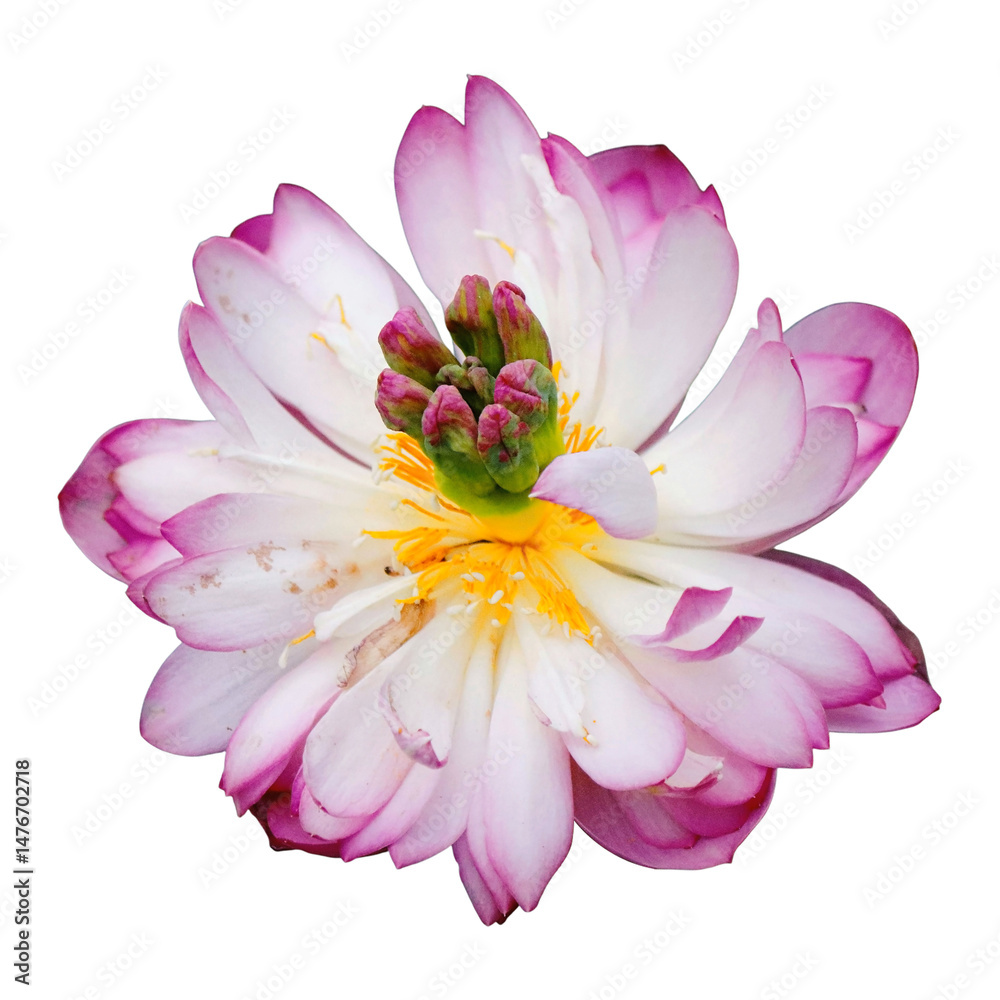 Obraz premium Pink and White Lotus Flower Element Isolated Against Transparent Background