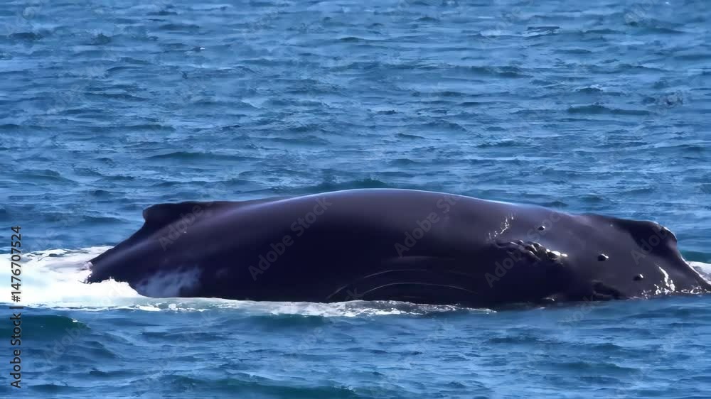 Humpback Whale breaching In The Ocean Blue Waters With Splashing Water In Sunlight Humpback Whale breaching In The Ocean Blue Waters With Splashing Water In Sunlight