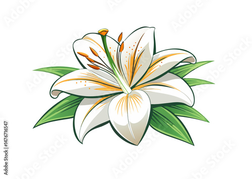 white lily flower