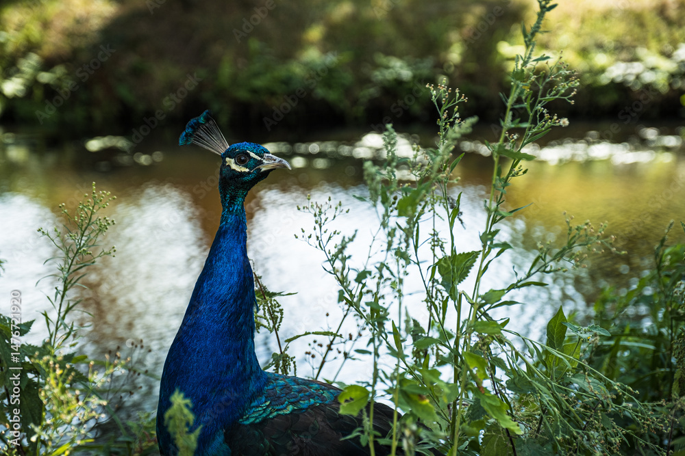 Obraz premium Colorful peacock stands proudly among green foliage by a calm waterway, highlighting the intricate details of its feathers and the peaceful natural setting