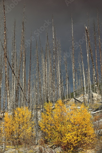Dead conifers witness in 2021 the 2015 wildfire, aspen and poplar shoots in golden-yellow autumn colors, Medicine Lake. Jasper NP-Alberta-Canada-197