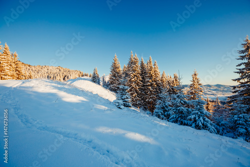 Scenic image of fir trees covered in white hoarfrost on a frosty day.