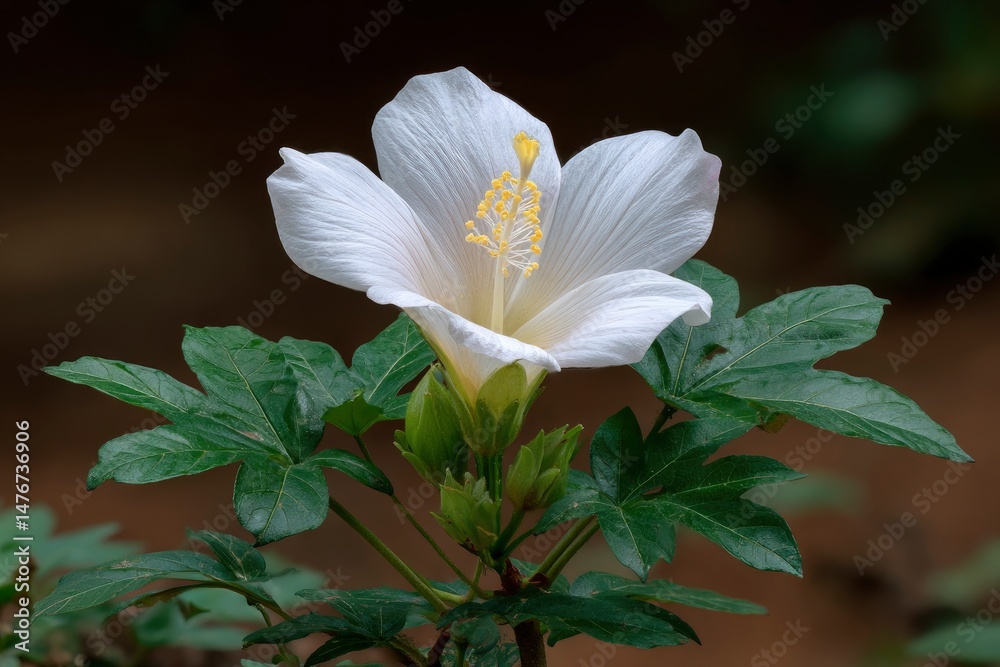 Fototapeta premium Serene White Hibiscus: A Close-Up Botanical Study