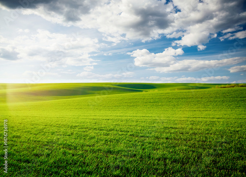 Breathtaking view of fresh green field with white fluffy clouds. Agronomic industry.