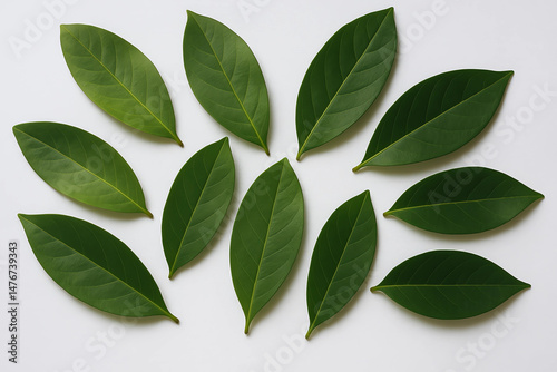Fresh bay leaves on white