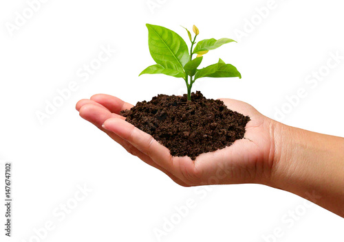 Hand holding seedling plant isolated on transparent or white background