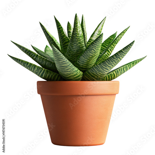 Large green succulent plant in a terracotta pot cutout isolated on transparent bg, png