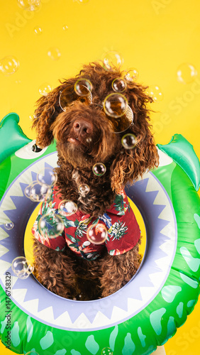 Funny dog wearing sunglasses and hawaiian shirt floating on inflatable ring with soap bubbles