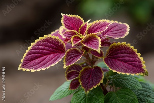 Coleus Plant: Vivid Purple and Gold Leaves in a Serene Setting photo