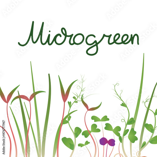 Fresh microgreens border with text space. Ideal for organic food branding, web graphics, or print materials.