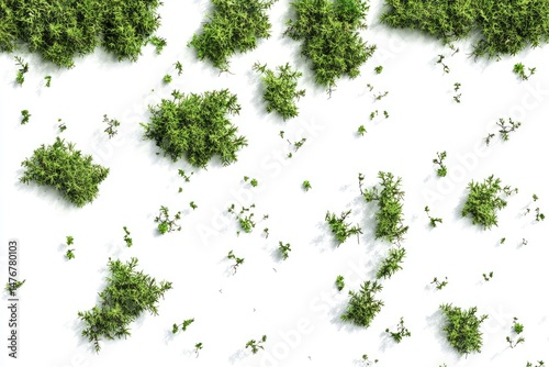Overhead view of numerous small, leafy plants scattered across a white background.  Dense clusters of foliage are randomly distributed