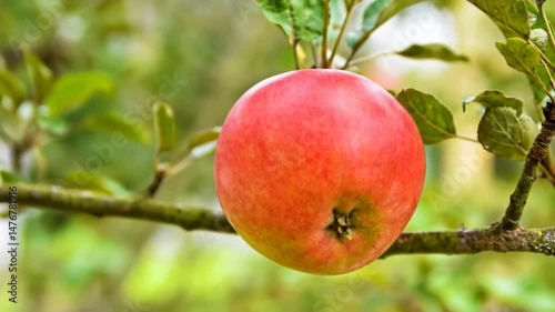 Wallpaper Mural Single Ripe Apple on Green Leafy Tree Branch Torontodigital.ca