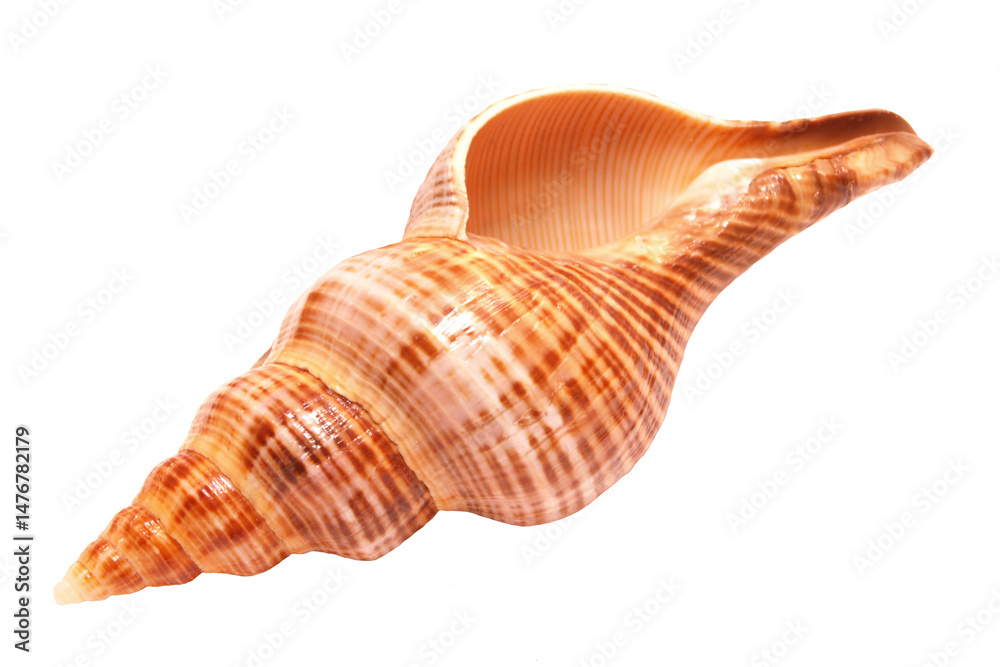 Fototapeta premium Sea shell isolated on white