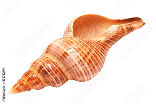 Sea shell isolated on white