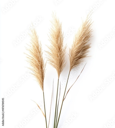 Three light beige ornamental grasses arranged in a small bunch against a white background.  Delicate, feathery plumes.  Natural, artistic display