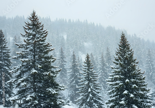 Snowy evergreen forest landscape