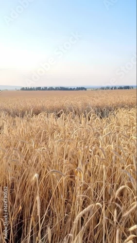 Lush golden wheat sways gently in the breeze under a clear sky at sunset, depicting a peaceful rural landscape