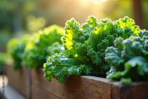 Obraz na płótnie Fresh Kale and Lettuce Growing in Wooden Planter Box w salonie