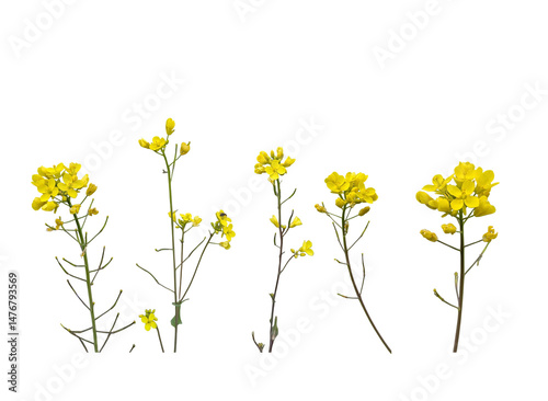 yellow flowers isolated without background 