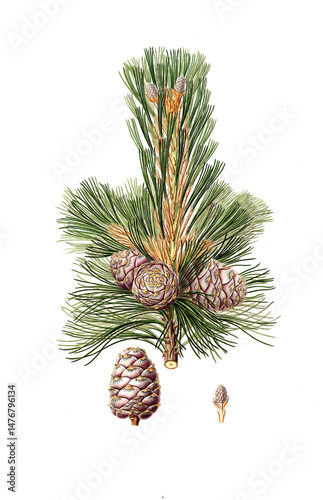 Zirbelkiefer, Zirbenkiefer, Arbe, Arve, Zirbe oder Zirbel, Pinus cembra, Swiss pine, Swiss stone pine, Arolla pine, Austrian stone pine