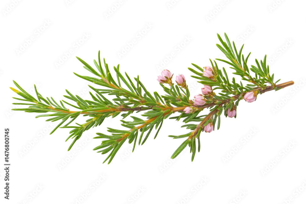 Fototapeta premium Delicate Pink Flowers on a Green Branch . Transparent background PNG