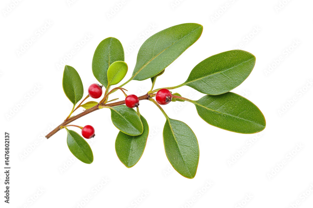 custom made wallpaper toronto digitalCloseup of a Vibrant Branch with Berries and Leaves . Transparent background PNG