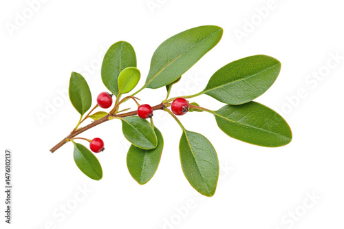 Wallpaper Mural Closeup of a Vibrant Branch with Berries and Leaves . Transparent background PNG Torontodigital.ca