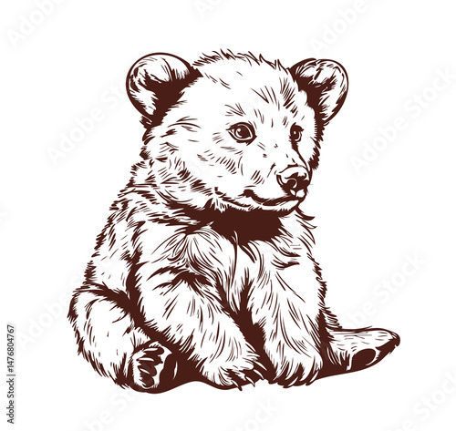 baby bear cub, sketch graphics monochrome illustration on white background