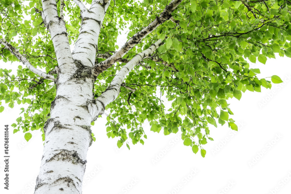 Fototapeta premium Majestic Birch Tree in Lush Green Foliage . Transparent background PNG