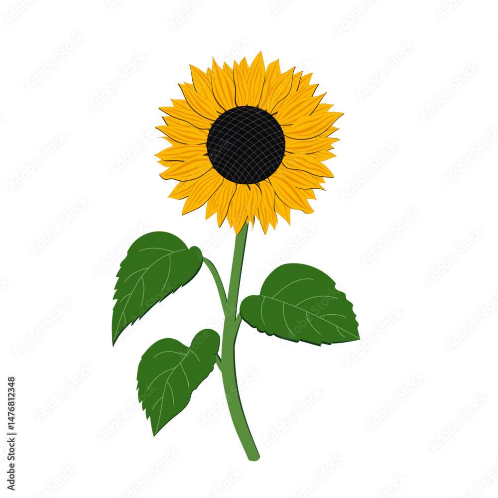 Obraz premium Sunflower flower vector illustration drawing