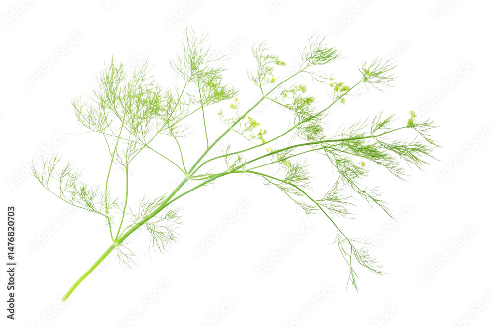Fototapeta premium Delicate Green Plant Branch with Fine Details . Transparent background PNG