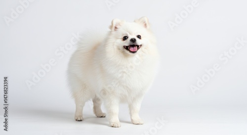 Wallpaper Mural Cheerful Pomeranian Dog on White Background Torontodigital.ca