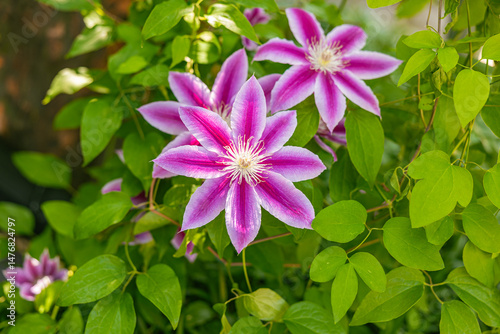 Asian passion flower in full bloom