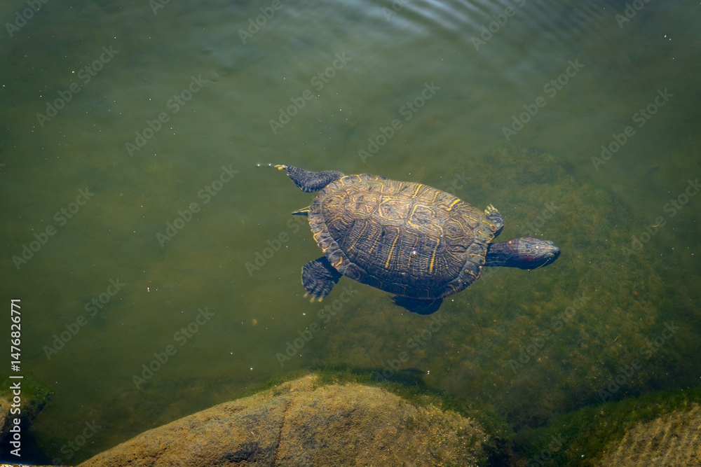 Obraz premium A turtle is swimming gracefully near the surface of a calm pond with sun reflections and greenish water