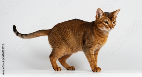 Graceful Abyssinian Cat on White Background