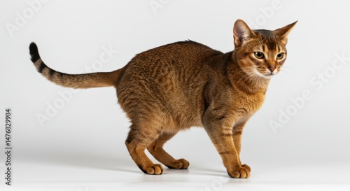 Graceful Abyssinian Cat on White Background