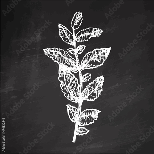 Hand drawn vintage sketch of mint sprig on chalkboard background