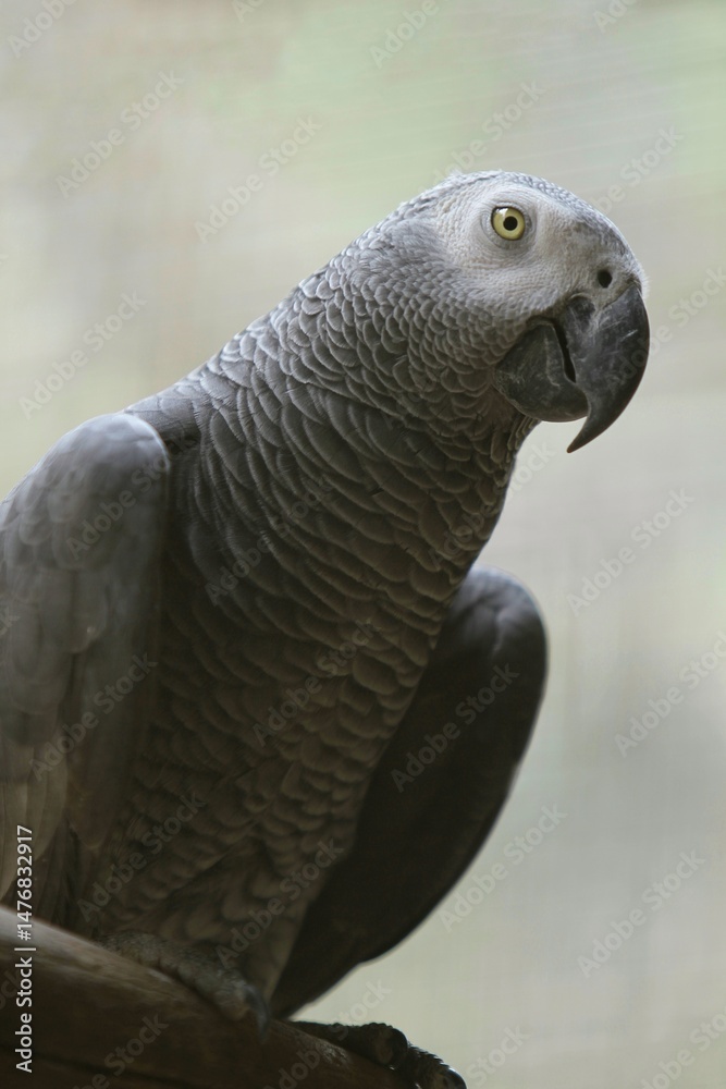 Fototapeta premium an african grey parrot perched calmly looking at the camera