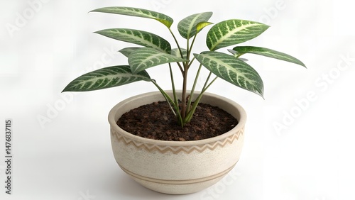 Wallpaper Mural A potted aphelandra squarrosa plant with green and white striped leaves on a white background studio shot Torontodigital.ca