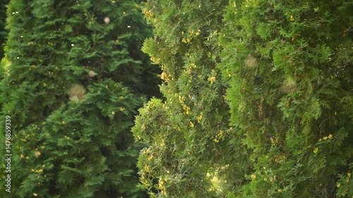 mosquito, insects, mosquitoes, insect, summer, green, heat, nature, green leaves, annoying midges, A swarm of midges